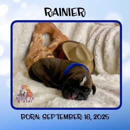 Rainier - Brindle male Boxer puppy in Cache County, Utah from Red Rock Boxers