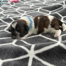 Shih Tzu Puppies from Leahrae's Shih Tzus
