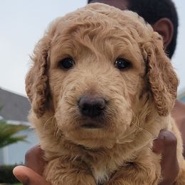 Boy 2 - Red  Goldendoodle puppy in Florida from Adonai's Creation Doodles