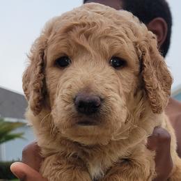 Boy 2 - Red  Goldendoodle puppy in Florida from Adonai's Creation Doodles