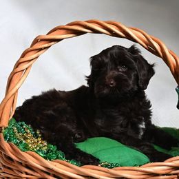Australian Labradoodles from Downunder Labradoodles USA