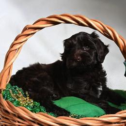 Australian Labradoodles from Downunder Labradoodles USA