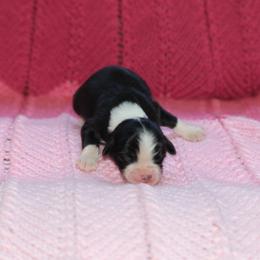 Girl 2 - female Miniature American Shepherd puppy in Tiskilwa, Illinois from First Harmony Farms
