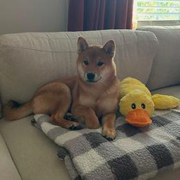 Quincy - Red male Shiba Inu puppy in Marshall, Minnesota from Tobitatsu Shiba Inu