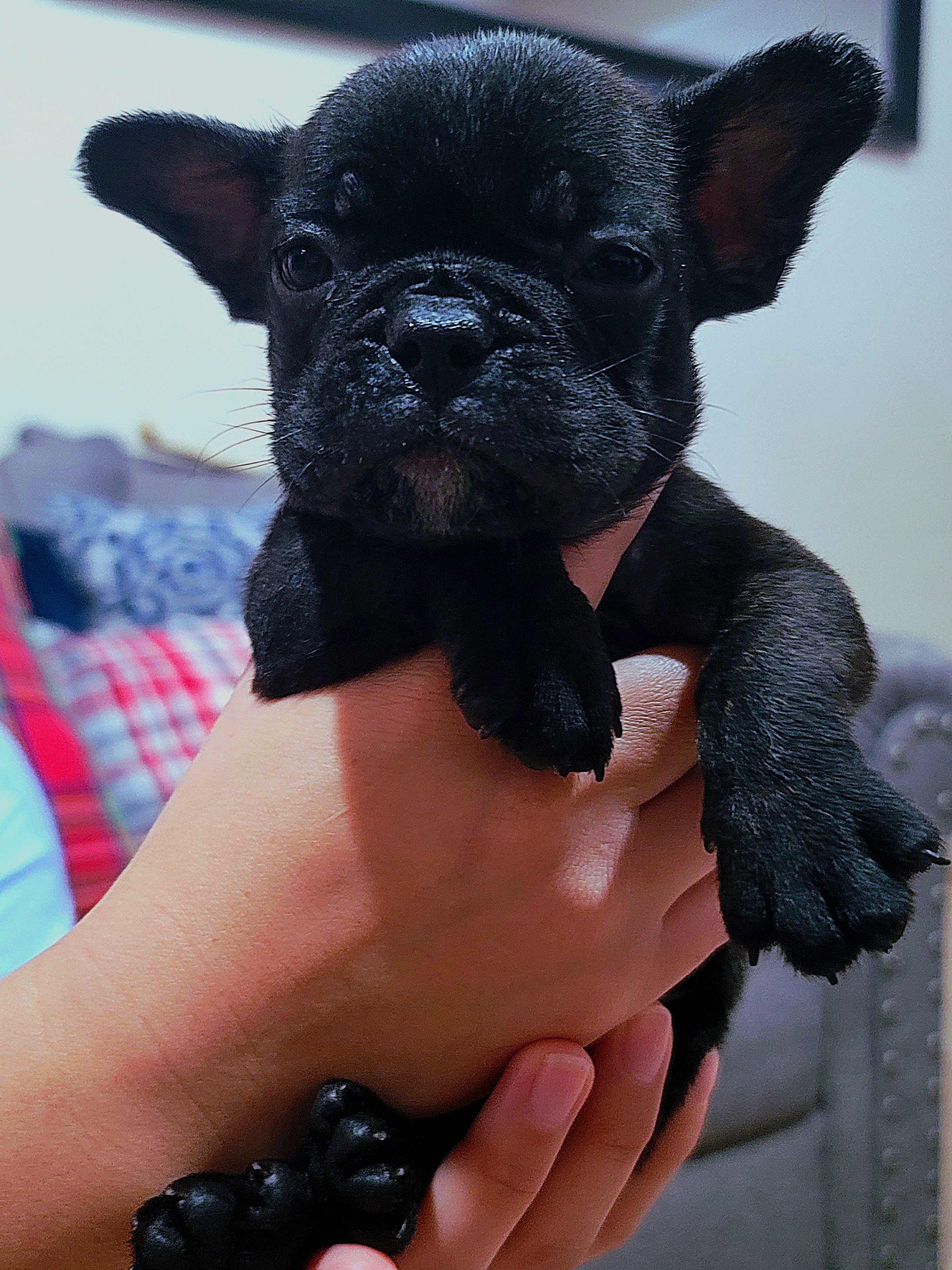 Tenoch - Brindle French Bulldog puppy in Washington from Prime_Frenchies