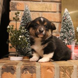 Silver - Pembroke Welsh Corgi puppy from Covered Bridge Corgis