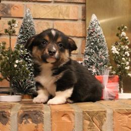 Silver - Pembroke Welsh Corgi puppy from Covered Bridge Corgis