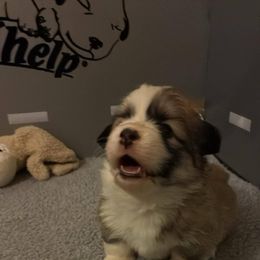 Pembroke Welsh Corgi Puppies from Zugspitze Corgis