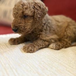 Boy 4 - Apricot male Goldendoodle puppy in Holly, Colorado from Vida’s Loving Doodles