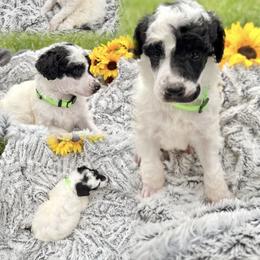 Boy ONE - Parti male Poodle puppy in Detroit, Michigan from QaeQaePups LLC