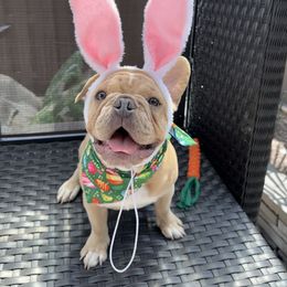 French Bulldog puppies from Lopez Frenchies