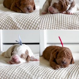 Cockapoo puppies from Cherokee Creek Labradors and Doodles
