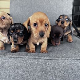 Dachshund Puppies from Cotton Hill Dachshunds