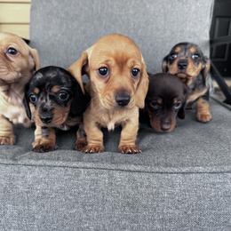 Dachshund Puppies from Cotton Hill Dachshunds