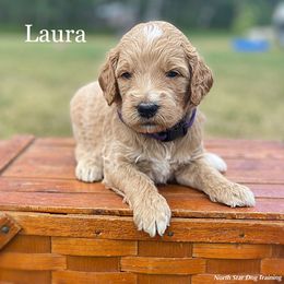 Laura - Goldendoodle puppy in Lancaster, Minnesota from North Star Dog Training