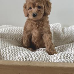Bernedoodle, Goldendoodle, and Poodle Puppies from Central Valley Canine Companions