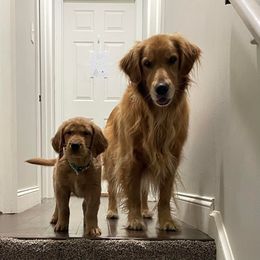 Golden Retriever All Grown Up from Pawplar Goldens