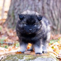 Pomsky Puppies from New World Pomskies