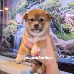 BESTIE - Red female Shiba Inu puppy in Minnesota from BonsaiShibas
