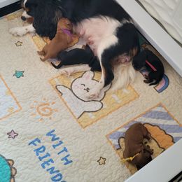 Cavalier King Charles Spaniel puppies from Pugs, Frugs and Frenchies