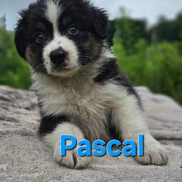 Pascal - Black tri-color male Australian Shepherd puppy in Trout Run, Pennsylvania from Rose Valley Aussies
