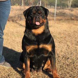Cobra - Rottweiler