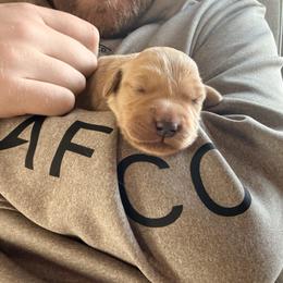 Miss Orange, Ember - Golden female Golden Retriever puppy in Crawfordsville, Indiana from Sunridge Goldens