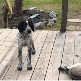 American Bully, German Shorthaired Pointer, and German Wirehaired Pointer All Grown Up from Shoreline Pointers
