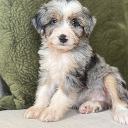 Sunglasses😎 - Blue merle male Aussiedoodle puppy in Granbury, Texas from Triple Cross Doodles