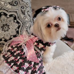 Dalilah - Shih Tzu