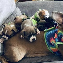 French Bulldogs from Theresa's French Bulldogs