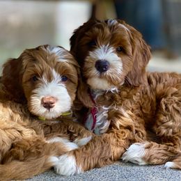 Australian Labradoodle Puppies from Cascade Canyon Labradoodles