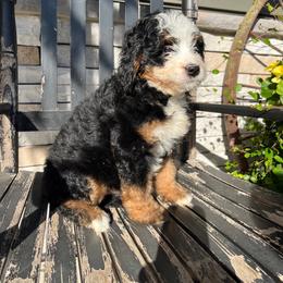 Tina - Tri-color female Bernedoodle puppy in Holtwood, Pennsylvania from Country Ridge Puppies