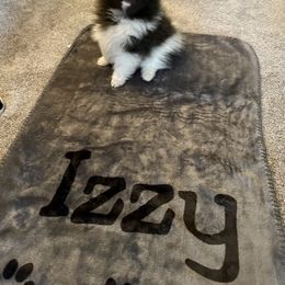 Pomeranian Puppies from Nikki’s lil Pomeranians