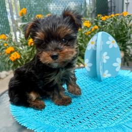 Rikki - Black and tan male Yorkshire Terrier puppy in Kennewick, Washington from Lisa’s Little Yorkies