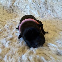 Pink Collar Female - Black and white female Staffordshire Bull Terrier puppy in Princeton, Minnesota from Thor’s Beagles & Maha’s Staffy