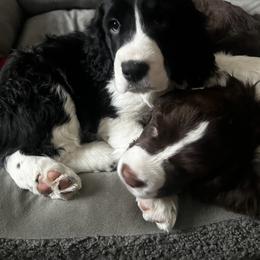 English Springer Spaniel Puppies from Timberwood English Springer Spaniels