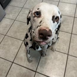 Murphy - Dalmatian