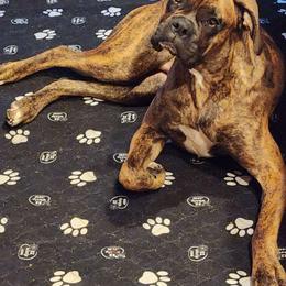 Luna - Boxer