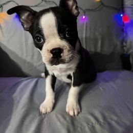 Boston Terrier Puppies from Hammacks