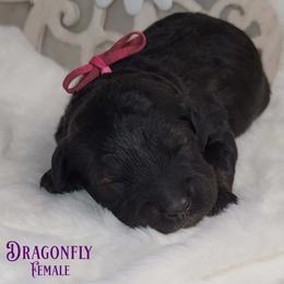 Girl 4 - Black female Goldendoodle puppy in Beecher, Illinois from Erica’s Doodles