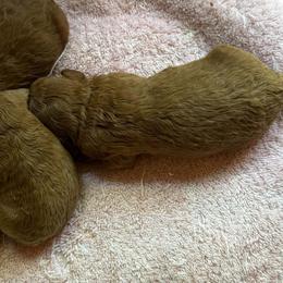 Venus - Red  female Poodle puppy in Colerain, North Carolina from Lisa's Poodles