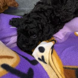 Cavapoo Puppies from AZ Cavapoos