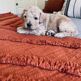Bernedoodle and Labradoodle Puppies from Royal Doodles