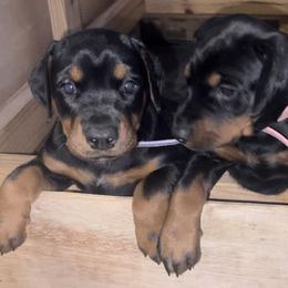 Doberman Pinschers from Hill Country Family Dobermans