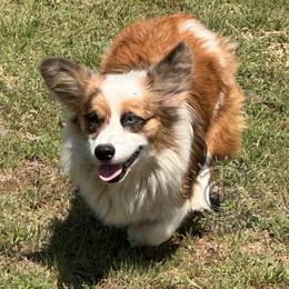 Bonnie - American Corgi