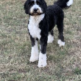 Aussiedoodle, Bernedoodle, and Poodle All Grown Up from Miller's Doodles