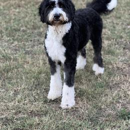 Aussiedoodle, Bernedoodle, and Poodle All Grown Up from Miller's Doodles