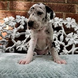 Mimic - Harlequin female Great Dane puppy in Arlington, Texas from Scoober Danes