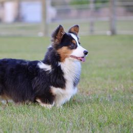 American Corgi, Border Collie, and Pembroke Welsh Corgi All Grown Up from Cowtown Corgis & Border Collies